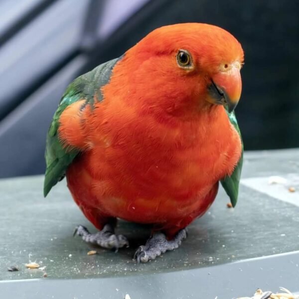 Baz